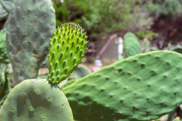 Opuntia, prickly pear, cactus family, Cactaceae Green plant cactus with spines. Indian fig opuntia, barbary fig, cactus pear, spineless cactus