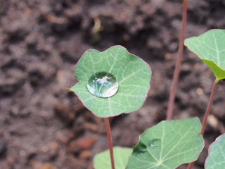 Water drops on the leaves and stems of grass and plants.