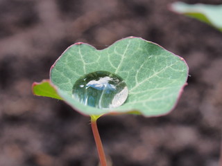 Water drops on the leaves and stems of grass and plants.