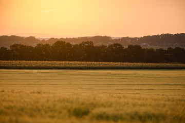 Fototapeta na wymiar Evening rural landscape in a golden light