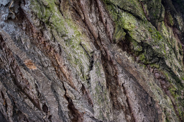 .tree bark background.