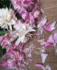 pink petals of beautiful peony flowers fly around and fade