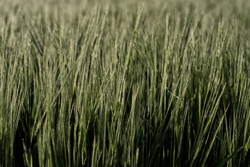 Blume.