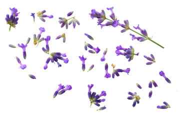 Obraz na płótnie Canvas lavender flowers isolated on white background. top view