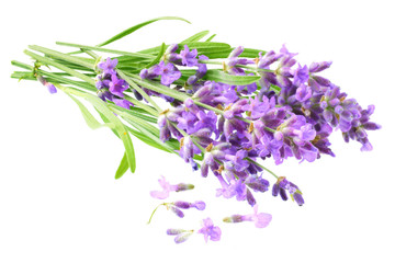lavender flowers isolated on white background. bunch of lavender flowers.