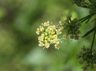 Parsley inflorescence on a green summer background.