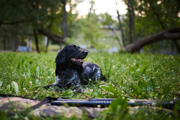 Russian hunting Spaniel black and gray lies on the grass next to the gun