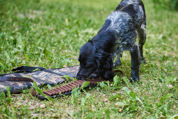Russian hunting Spaniel black and gray sniffs bandolier lying on the grass