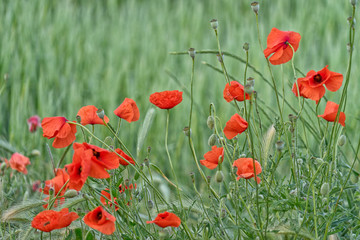 Obraz premium Blume.