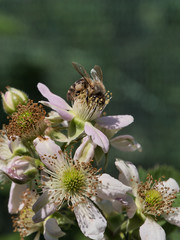 A bee collects nectar on a blossoming apple tree branch in spring.