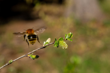 Abflug der Biene
