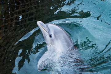 Doplhin kept in captivity in park Puerto Aventuras in Mexico, Yucatan