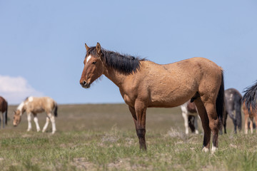 Obraz na płótnie Canvas Beautiful Wild Horse in the Utah Desert