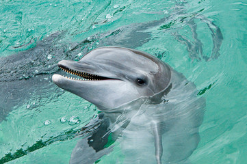 Doplhin kept in captivity in park Puerto Aventuras in Mexico, Yucatan