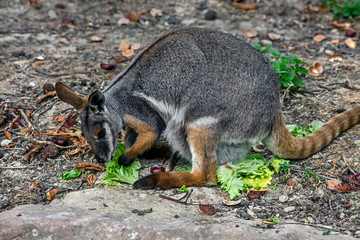 Naklejka na ściany i meble Yellow-footed rock wallaby eating cabbage in its enclosure. Latin name - Petrogale xanthopus