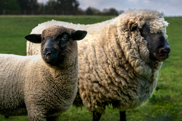Obraz premium Portrait von Schaf und Lamm