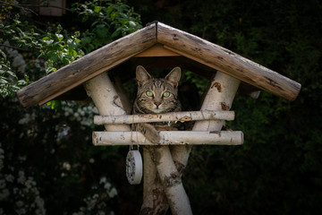 Katze im Vogelhaus