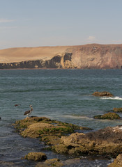 Paracas reserve