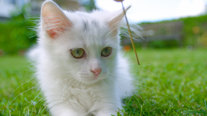 CLOSE UP, DOF: Kitten looks at a dry stalk of grass while lying in backyard