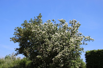 Fototapeta premium Sweet Scented Fragrant Jasmines Flowers With Warm Sunlight Summertime In Germany