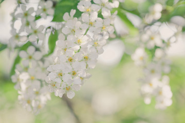 Beauty of spring: closeup of blossoming plum tree