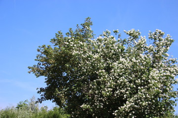 Herb. Sweet And Fragrant Jasmines Flowers With Warm Sunlight Summertime In Germany