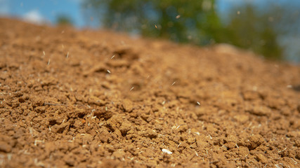 MACRO: Tiny seeds flying through the air as farmer sows wheat on a sunny day.