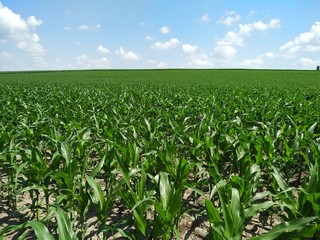 Fototapeta na wymiar green foliage of corn on the field