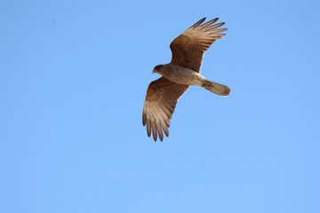 osprey in flight