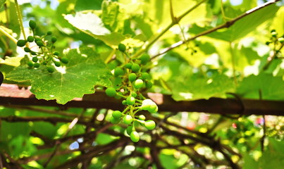 Fototapeta na wymiar Bunches of grapes appeared on the vines. Sunlight illuminates the leaves. Details and close-up.