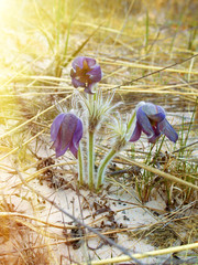 Prairie smoke, mayflower, early bloomers © max5128
