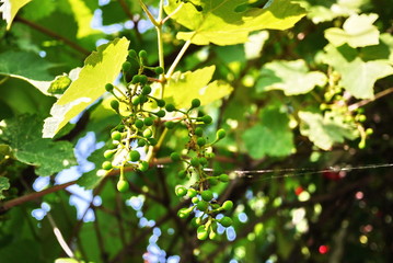 Bunches of grapes appeared on the vines. Sunlight illuminates the leaves. Details and close-up.