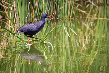Western swamphen (Porphyrio porphyrio) in its natural environment.
