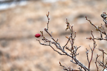 Rosehip Bush (brere, wild rose) without leaves