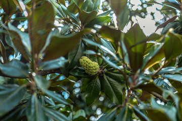 Close up photo of green plant on the Verona street