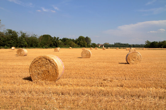 balle di fieno in un campo agricolo di frumento a cusago in italia, bales of hay in an agricultural field of wheat in cusago in italy