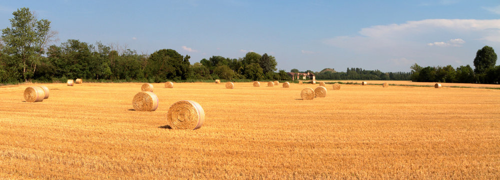 balle di fieno in un campo agricolo di frumento a cusago in italia, bales of hay in an agricultural field of wheat in cusago in italy