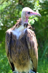 Portrait of a vulture in a meadow