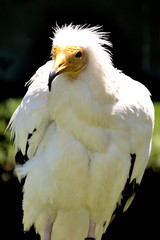 Portrait of a white rapine bird