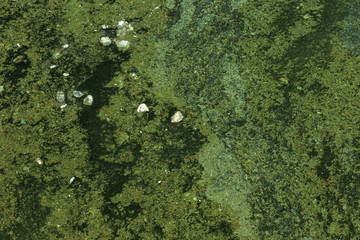 Dirty wave with old dirty algae. Dirty seaweed sea surf lines in seaport. Dirty sea, environmental...