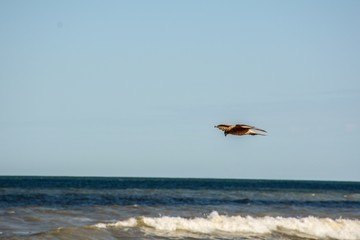 seagull flying over sea