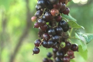 Ripe Black Currant On The Branch With Green Leaves In The Garden