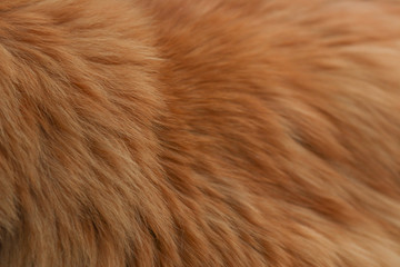 Animal fur hairy background