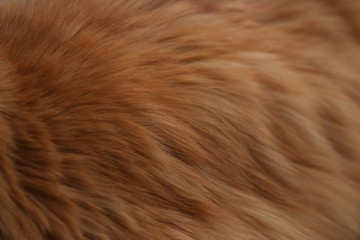 Animal fur hairy background