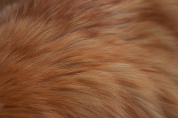 Animal fur hairy background