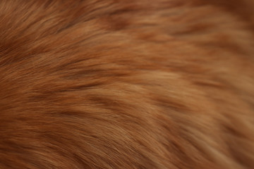 Animal fur hairy background