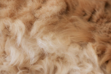 Animal fur hairy background