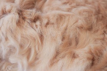 Animal fur hairy background