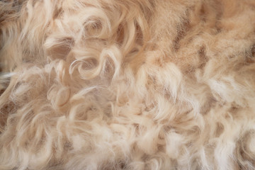 Animal fur hairy background