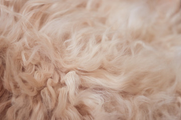 Animal fur hairy background